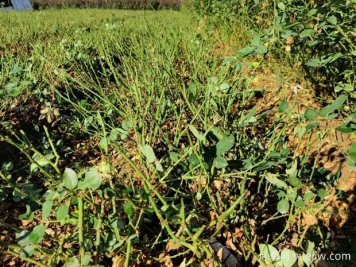讓大花月季更加茂盛美麗，要學(xué)會修剪