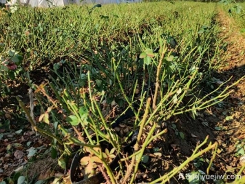 月季開花后如何進(jìn)行正確的修剪？