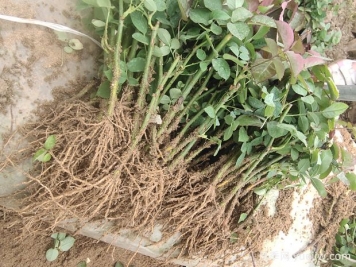 花友如何用月季枝條扦插？