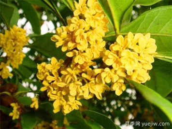 桂花九大品種是什么？
