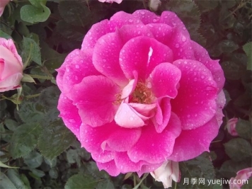 月季花的開花持續(xù)時(shí)間有多長？