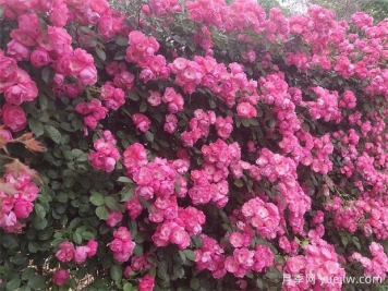 5款爬藤月季好養(yǎng)好看，養(yǎng)出漂亮的花墻不是夢