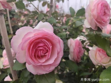 開爆花的3個大花藤本月季，輕松打造整面花墻