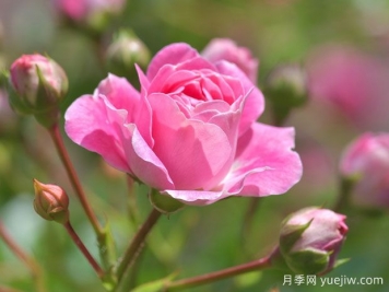 月季花茶有哪些功效呢？不僅美容養(yǎng)顏還養(yǎng)生