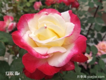 紅雙喜月季的優(yōu)點解析，不愧為著名的混色月季