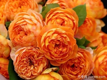 推薦十款適合陽(yáng)臺(tái)養(yǎng)的月季花，開(kāi)花勤還爆盆