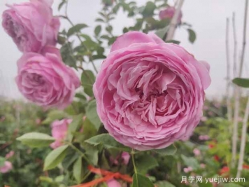 分享八款歐月月季花，顏值爆棚非常美麗