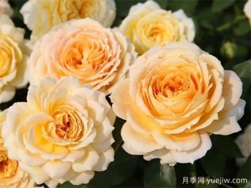 冬季月季花卉施肥全攻略，春天開爆盆
