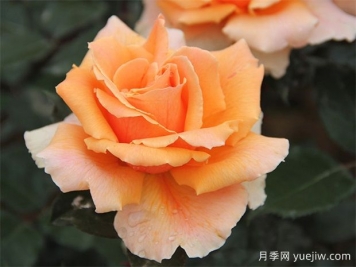 大花月季的肥料應該如何施加，才能保證良好生長？