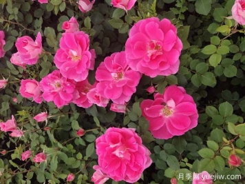 區(qū)分豐花月季和其他月季的方法有哪些？