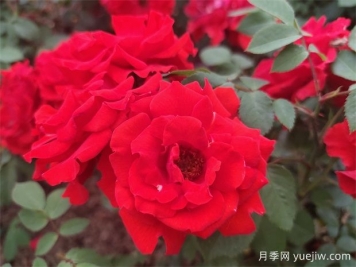 如何選擇適合自己的豐花月季品種？
