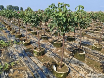 養(yǎng)植樹狀月季要注意什么？