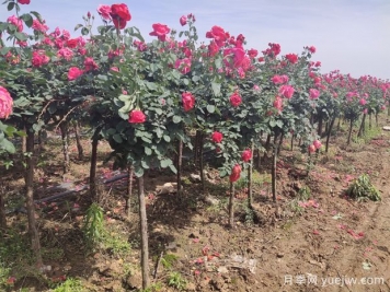 地栽樹狀月季對(duì)水分的要求有哪些？