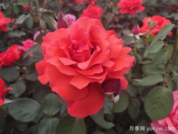 月季全年養(yǎng)護(hù)要點(diǎn)，1-12月全國各區(qū)域詳解
