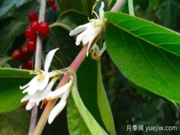 金銀木和金銀花有什么區(qū)別，金銀木有哪些主要價值？