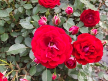 30種常見(jiàn)花卉養(yǎng)護(hù)大全