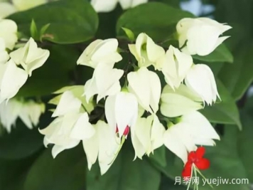龍吐珠的生長(zhǎng)習(xí)性和養(yǎng)殖注意事項(xiàng)