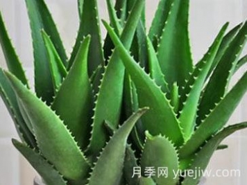?；⑻m蘆薈的養(yǎng)殖方法和注意事項(xiàng)