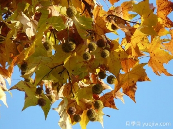 ?世界十大行道樹種類，法桐櫸樹榆樹七葉樹在列