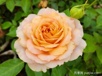 非常具有生命力的4種花，月季連續(xù)開(kāi)花300天