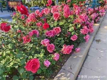 花壇和花境是什么？有什么區(qū)別？