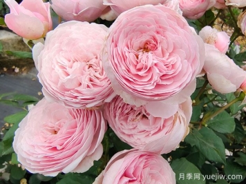 19朵粉色玫瑰花語是什么？