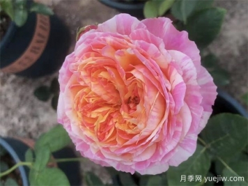 適合陽(yáng)臺(tái)栽培的6款灌木月季，爆花抗病易養(yǎng)護(hù)