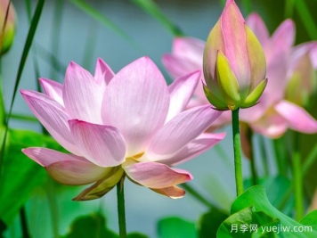 蓮花與荷花有什么區(qū)別？