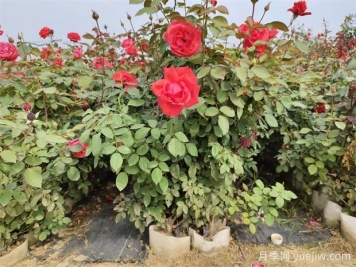 月季花屬于灌木嗎？