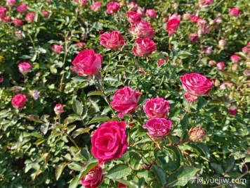 花卉種植的常見問題有哪些？應(yīng)如何解決？