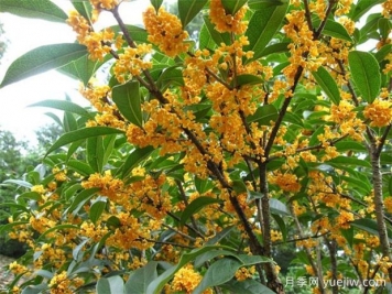 哪個桂花品種香味濃郁，花期長？