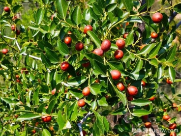 打造酸棗種植園的關(guān)鍵技術(shù)是什么？