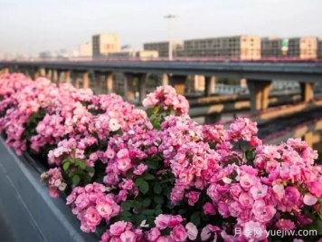 杭州高架月季實現(xiàn)定期開花，是如何進行花期調(diào)控的？