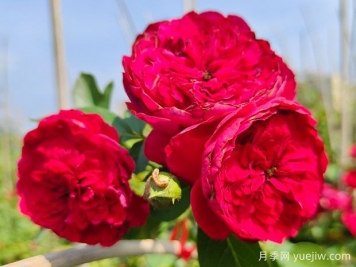 蒂娜月季一年開幾次花？蒂娜開花周期及病蟲害防治技巧
