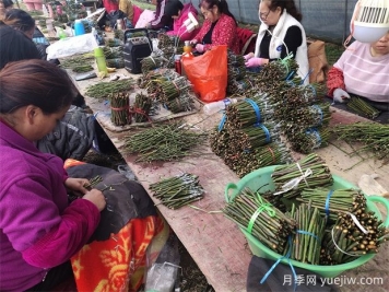 月季嫁接之T型芽接，成活率高，愈合效果好！