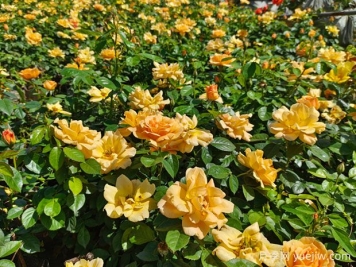 內(nèi)鄉(xiāng)月季公園月季盛開，賞花游人如織