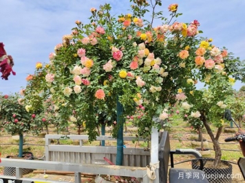 558種常見園林植物大全集錦，干貨滿滿，園林人必知
