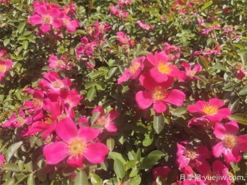 48種宿根花卉，你認識幾種？