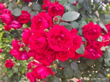 6款紅色系的藤本月季品種，適合打造網(wǎng)紅花墻