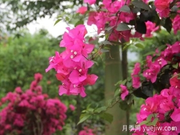簕杜鵑和三角梅有什么區(qū)別？