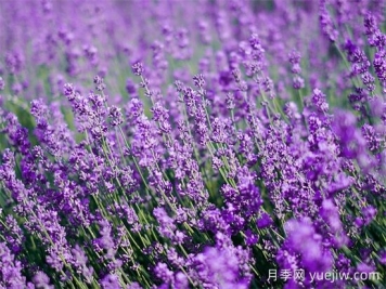 薰衣草養(yǎng)護全攻略：避開4大禁忌，打造香氣四溢的花園