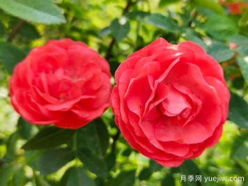 木香花，紅黃橙白木香，爬藤界的鼻祖