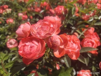 如何給月季花施肥？