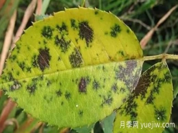 月季黑斑病如何根治？有什么藥治？