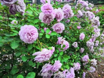 瀘州市古藺大寨花海迷宮進(jìn)入盛花期，打卡高顏值