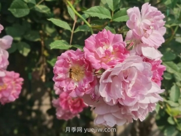 通俗版：薔薇、月季、玫瑰分辨指南