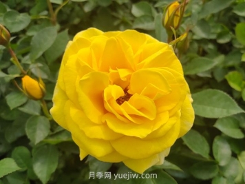 大花月季與豐花月季有什么不同？