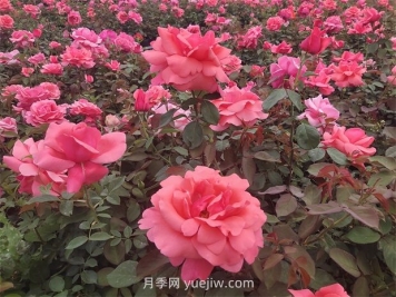 南陽：收集5000份，做好月季種質資源庫保護