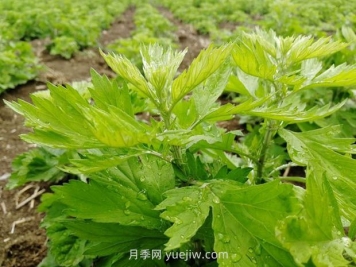 加快南陽艾產(chǎn)業(yè)標(biāo)準(zhǔn)化規(guī)范化發(fā)展，訪艾葉攻關(guān)組組長