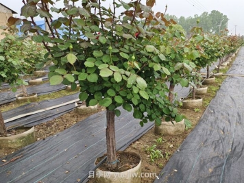 低桿地面缽月季樹基地，控根缽高成活